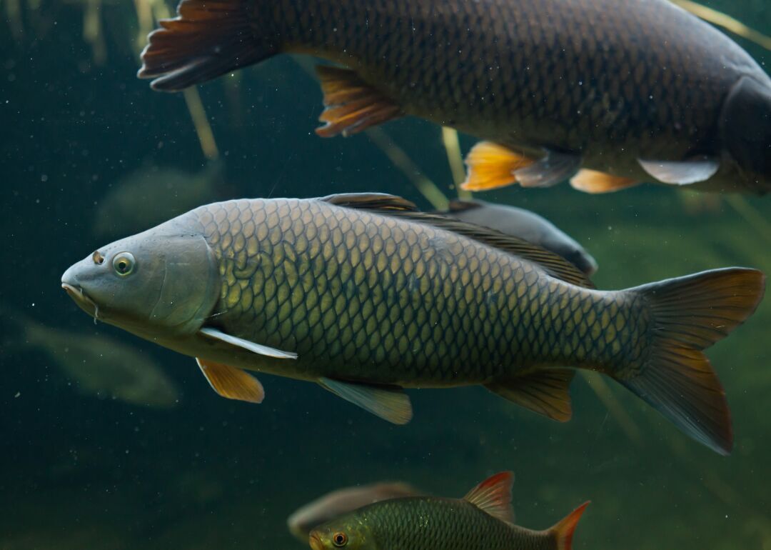 Answer #7: What is carp?